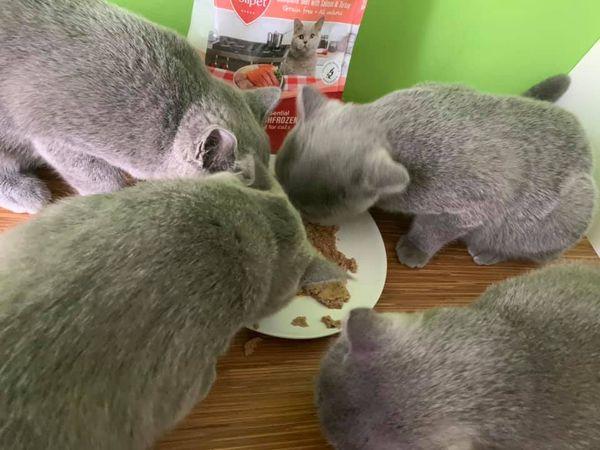 jedzące koty