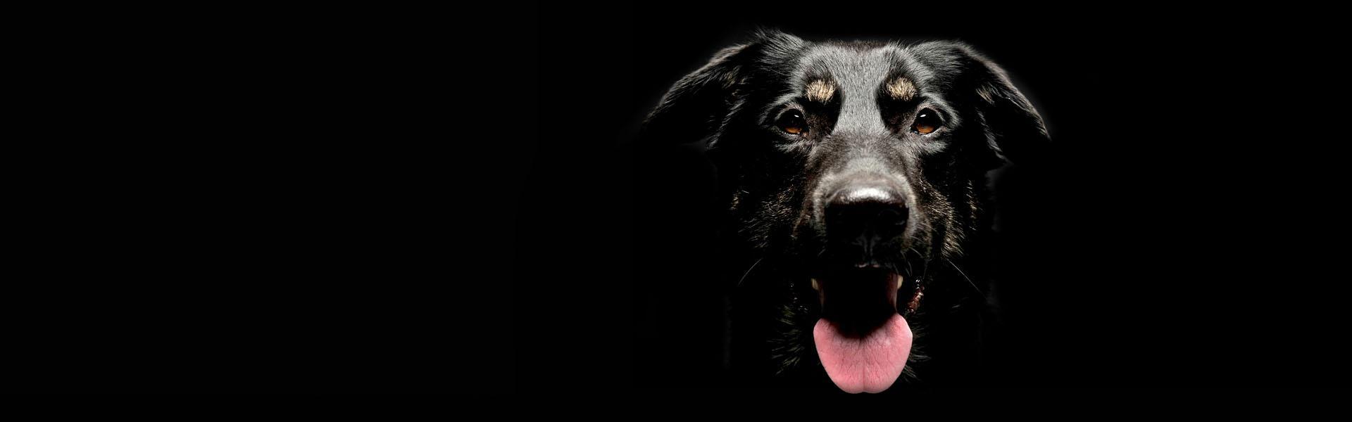Slajd - 1 - czarny pies z językiem na wierzchu