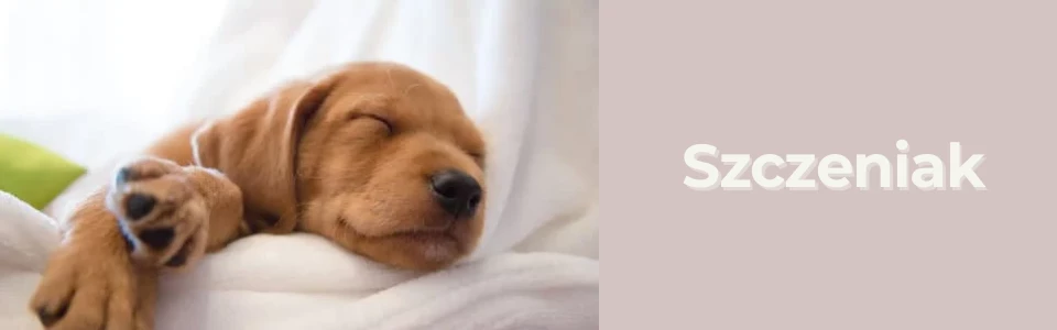 Szczeniak