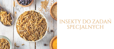 insekty